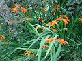 2010-0806-1400_Montbretia_18.9C